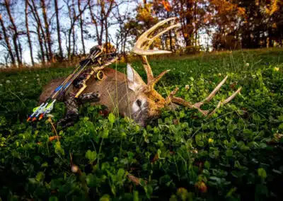 White Tail Deer, Hunting, Bowhunting